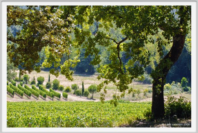 tenuta_di_arceno456