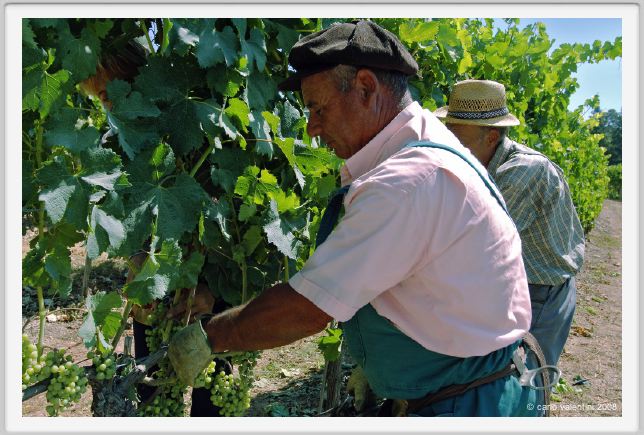 tenuta_di_arceno395