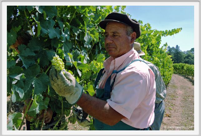 tenuta_di_arceno397