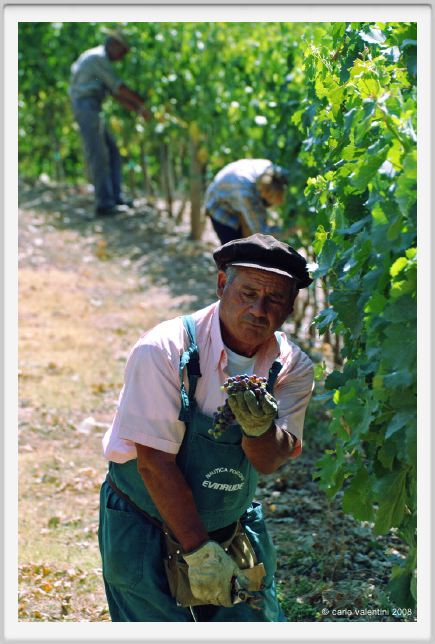 tenuta_di_arceno399
