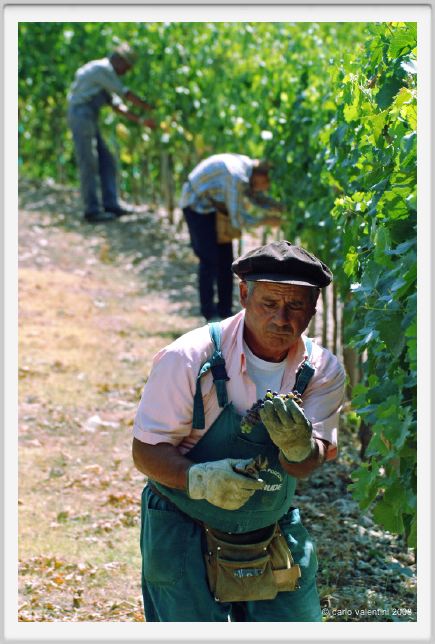 tenuta_di_arceno402