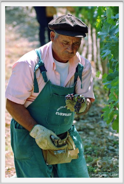 tenuta_di_arceno403