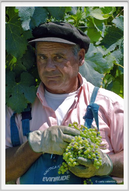 tenuta_di_arceno405