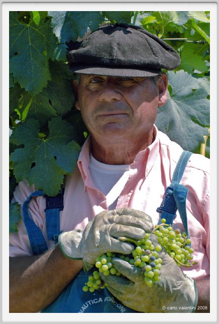tenuta_di_arceno406