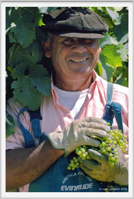 tenuta_di_arceno409