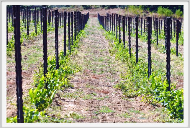 tenuta_di_arceno355