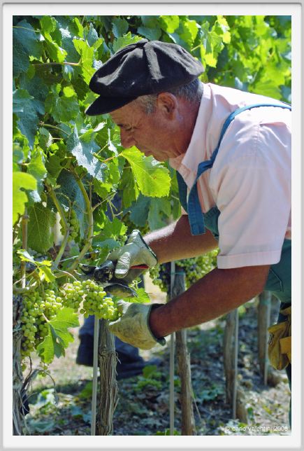 tenuta_di_arceno418