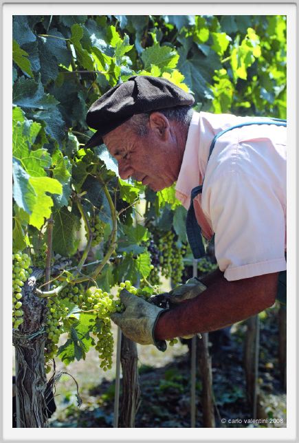 tenuta_di_arceno419