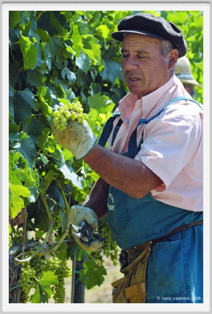 tenuta_di_arceno424