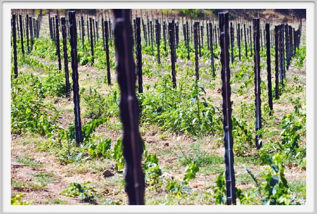 tenuta_di_arceno356