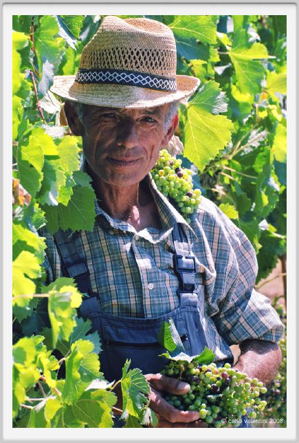 tenuta_di_arceno434