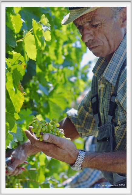 tenuta_di_arceno435