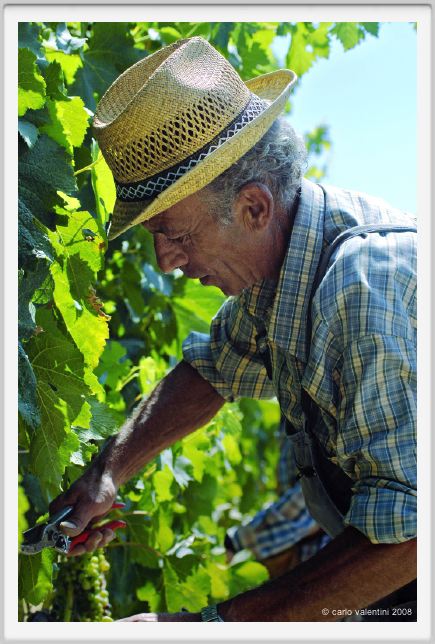 tenuta_di_arceno436