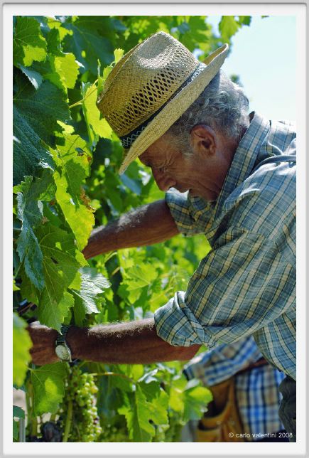 tenuta_di_arceno437