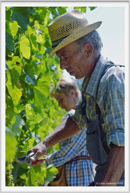 tenuta_di_arceno438