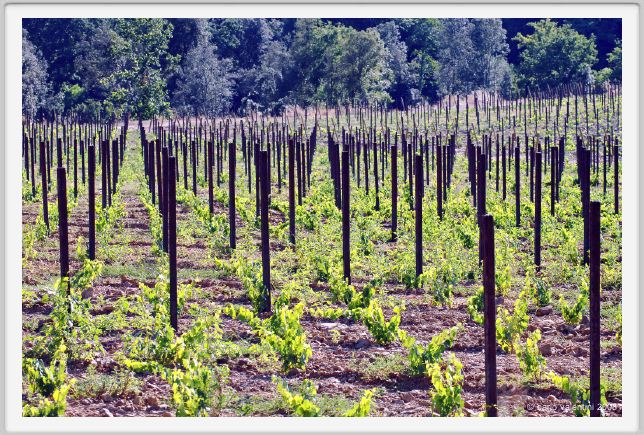 tenuta_di_arceno357