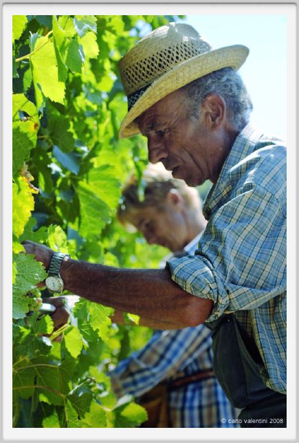 tenuta_di_arceno443