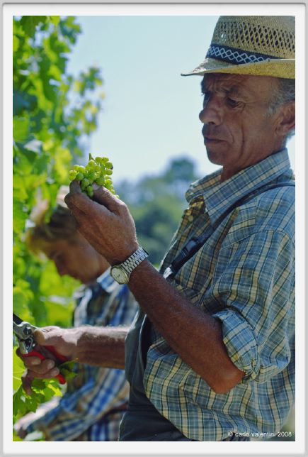 tenuta_di_arceno444