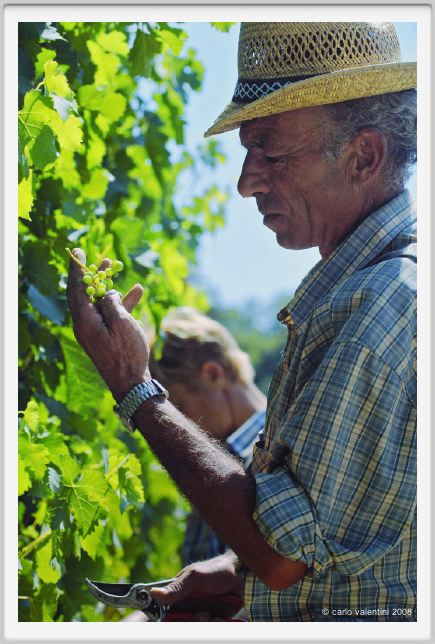 tenuta_di_arceno445