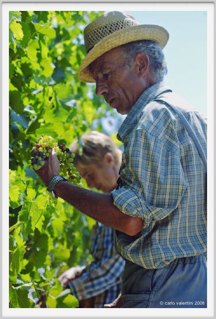 tenuta_di_arceno447