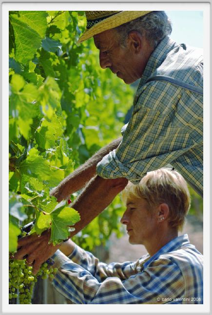 tenuta_di_arceno451