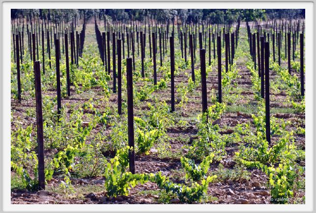 tenuta_di_arceno358