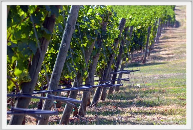 tenuta_di_arceno457