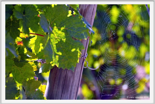 tenuta_di_arceno459