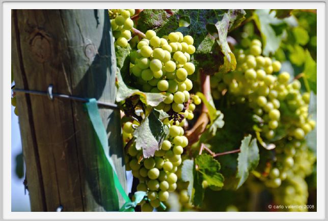 tenuta_di_arceno460