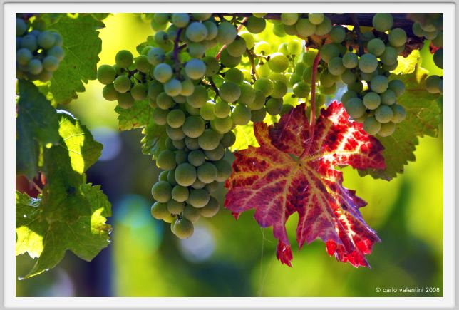 tenuta_di_arceno461