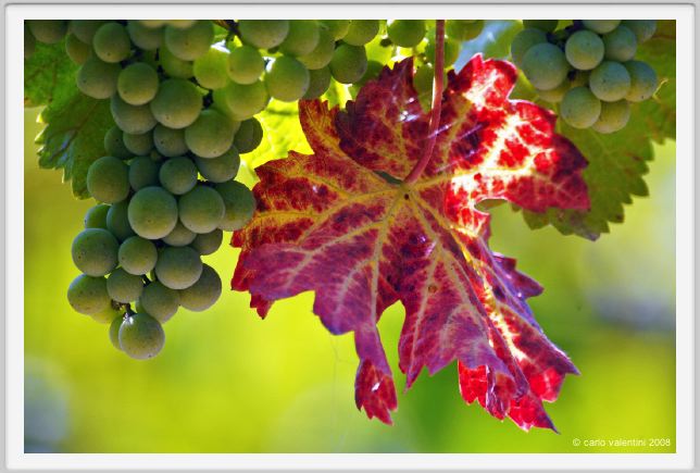 tenuta_di_arceno462