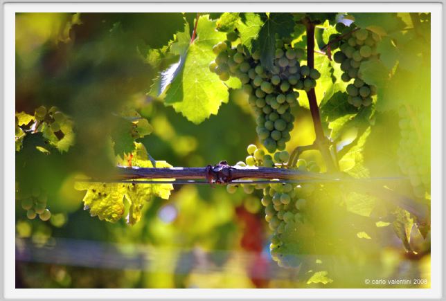 tenuta_di_arceno463