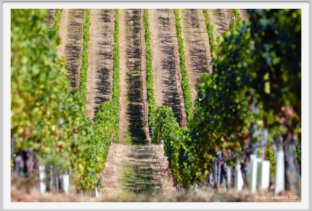 tenuta_di_arceno464