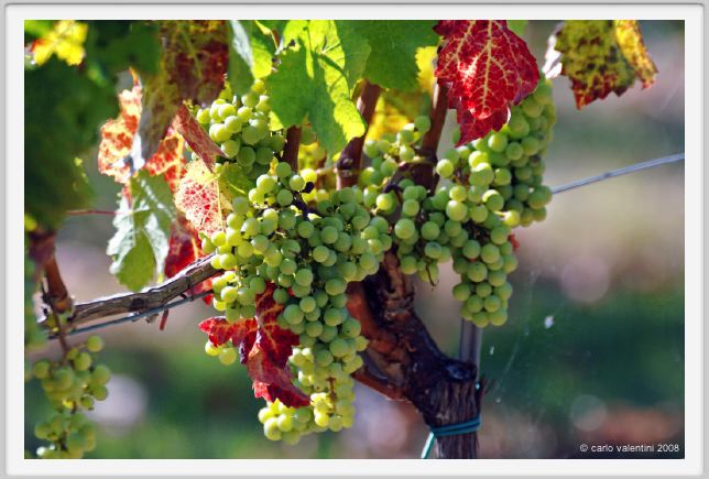 tenuta_di_arceno465