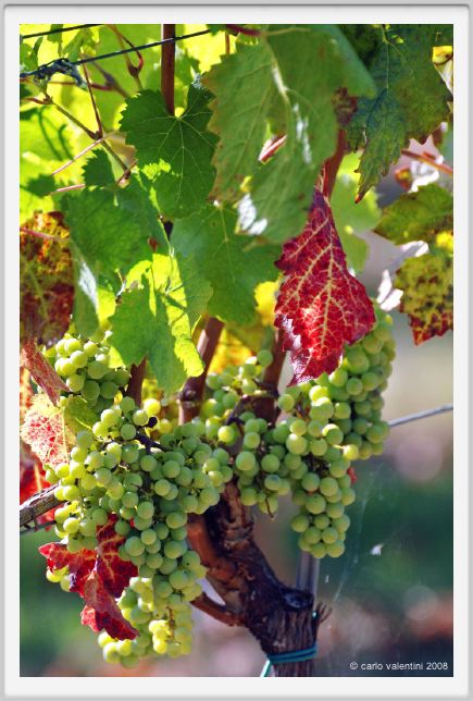 tenuta_di_arceno466