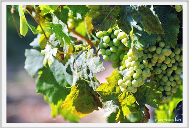 tenuta_di_arceno467