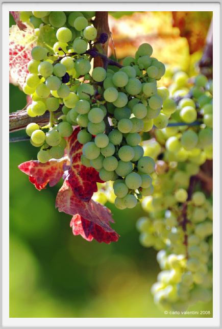 tenuta_di_arceno468