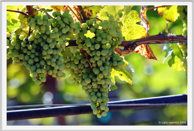 tenuta_di_arceno469