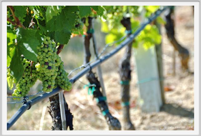 tenuta_di_arceno470