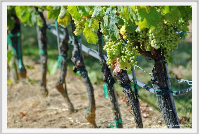 tenuta_di_arceno471