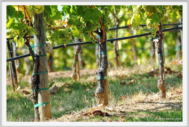 tenuta_di_arceno472