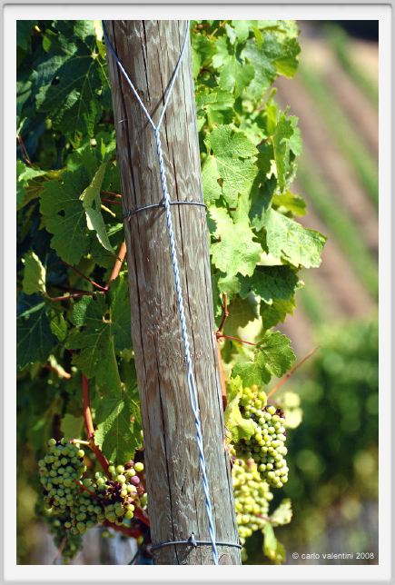 tenuta_di_arceno473