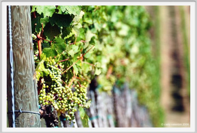 tenuta_di_arceno474