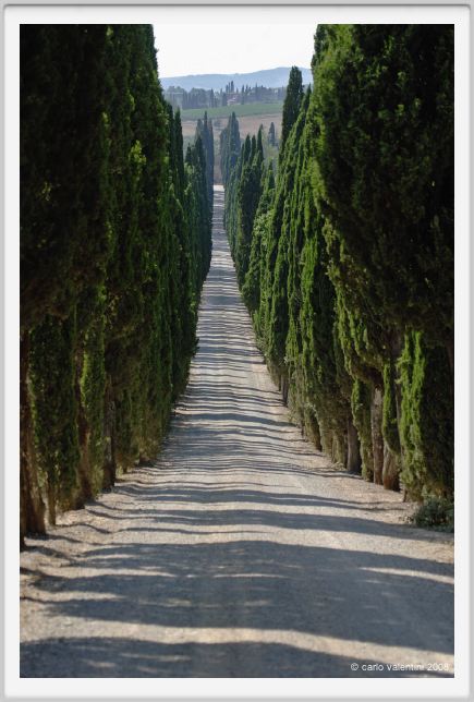 tenuta_di_arceno475