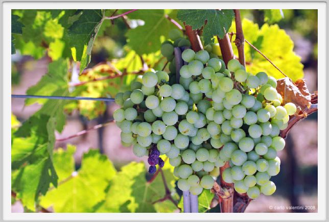 tenuta_di_arceno476