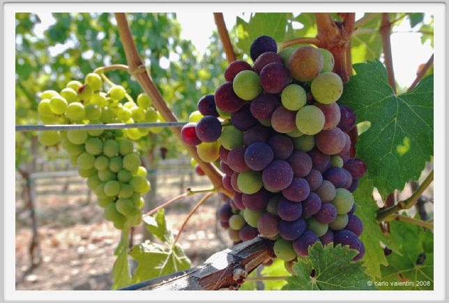 tenuta_di_arceno361
