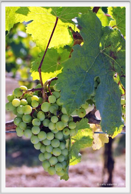 tenuta_di_arceno477