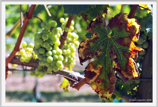 tenuta_di_arceno478