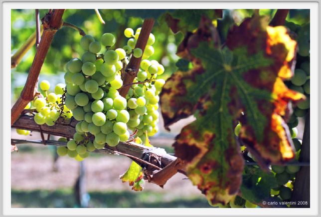tenuta_di_arceno479