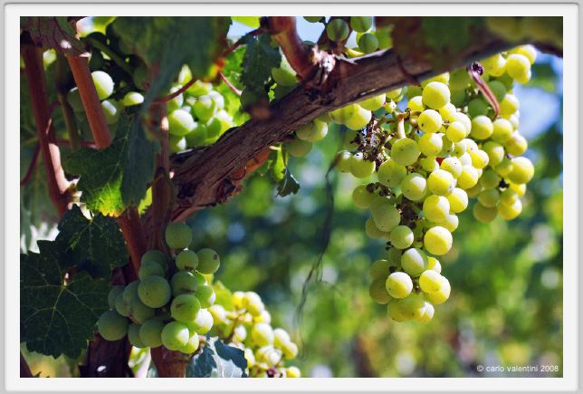 tenuta_di_arceno480